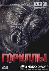 BBC: Гориллы / Wildlife Special: Gorillas