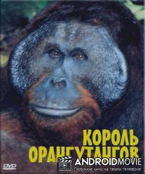 BBC: Живой мир. Король орангутангов / BBC: The Natural World. The Orangutan king