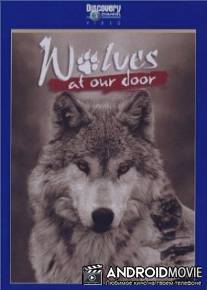 Discovery: Волки / Wolves at Our Door