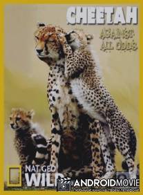 Гепарды - наперекор всему / Cheetah - Against All Odds