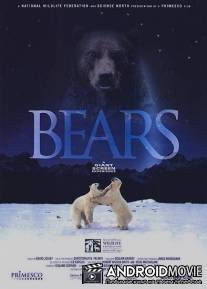 Медведи / Bears