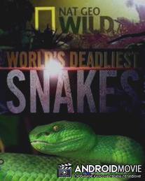 N.G: Самые опасные змеи в мире / N.G: World's deadliest snakes