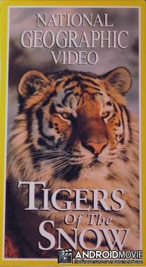 НГО: Сибирские тигры / Tigers of the Snow