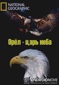 Орёл - царь неба / The Eagles