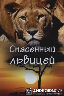 Спасенный львицей / Saved by the lioness