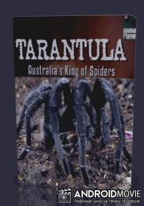 Тарантул- Австралийский король пауков / Tarantula- Australia's King of Spiders