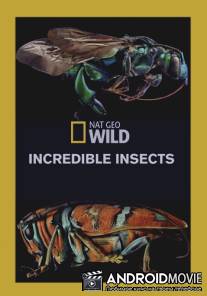 Удивительные насекомые / Incredible Insects