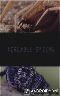 Удивительные пауки / Incredible spiders