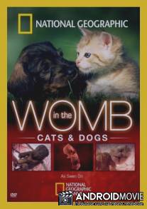 Жизнь до рождения: Кошки / In the womb Cats