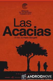Акации / Las acacias
