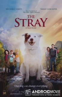 Бродяжка / The Stray