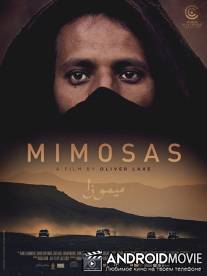 Мимозы / Mimosas