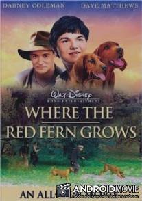 Цветок красного папоротника / Where the Red Fern Grows