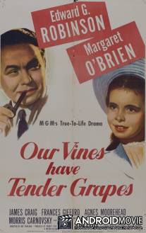 У нас растет нежный виноград / Our Vines Have Tender Grapes