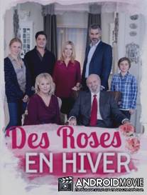 Зимние розы / Des roses en hiver
