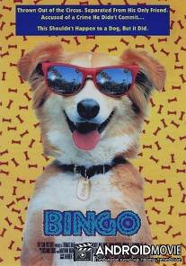 Бинго / Bingo