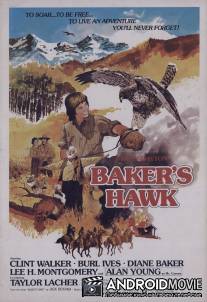 Ястреб бейкера / Baker's Hawk